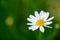 White single chamomile daisy flower  on green meadow