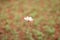 White single cosmos flower on open field , wallpaper