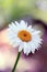 White single flower close up macro daisy chamomile head and petals with an organic natural warm tone background