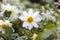White Single-flowered dahlias