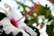 White single hibiscus flower pink stamen beautiful petals