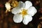 White single potentilla flower shrub bush five petals