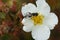 white single potentilla flower shrub bush five petals insect