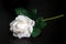 White single rose