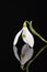 White single spring flower of snowdrop isolated on black background