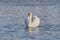 White single swan in lake