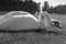 White sitting swan eating grass with curved neck black and white monochrome.