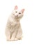 White sitting turkish angora cat sitting and leaning forward to look in the camera