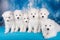 White six fluffy small Samoyed puppies dogs are sitting on blue blanket