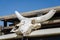 White skull of cow with impressive horns bleached by the desert sun