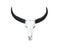 White skull head of asian buffalo with long  black horn  isolated on white background and clipping path