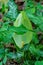 White Skunk Cabbage - Lysichiton camtschatcensis