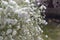 White sky star-Gypsophila paniculata L.