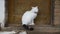 A white sleepy cat sits on the doorstep and yawns