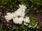 White slime mold in moss close-up, selective focus, shallow DOF