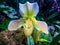 white slipper orchid (paphiopedilum)(Miller\'s Daughter)(Ladyslip