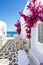 White small alley and houses with red bouganvillea flowers in Paros island