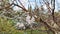 White small apple blossoms on tree branch in the garden