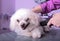 White small breed poodle grooming