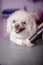 White small breed poodle grooming