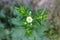 white small daisy blooming