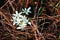 White small first spring flowers blooming close up detail top view, blurry dry grass