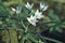 White small first spring flowers blooming close up detail top view, blurry grass