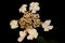White small flower blossoming viburnum family adoxaceae botanical modern high quality big size print