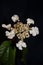 White small flower blossoming viburnum family adoxaceae botanical modern high quality big size print