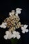 White small flower blossoming viburnum family adoxaceae botanical modern high quality big size print