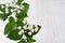 White small flowers and fresh green leaves on soft white wood table with copy space, closeup.