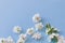 White small flowers on a pale blue background. top view of blooming matthiola.