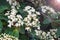 White small flowers of viburnum laurel Viburnum tinus. Mediterranean tree with small white or pink flowers and black berries