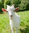 White small goat