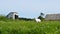 White small goat with horns looking in green grass