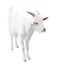 White small goat, isolated on white background