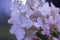 white small hydrangea flowers buds wedding delicate branches flowers