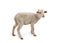 White small lamb Ovis aries on a white background
