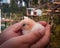 White small new born chick sitting covered with hand