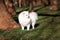 White small pomeranian spitz sitting on the lawn outdoor