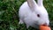 White small rabbit eating a carrot