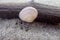 White small shell on a piece of stick on the beach against the background of light fine sand