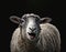 White smart sheep stand in black background