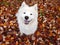 White smiling fluffy Samoyed dog on the background of autumn foliage. A place for a copy of space.