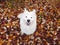 White smiling fluffy Samoyed dog on the background of bright autumn leaves.