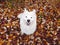 White smiling fluffy Samoyed dog on the background of bright autumn leaves. A place for a copy of space.