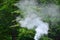 White smoke spreads over the background of forest trees