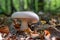 White smoky plate mushroom Clitocybe grows in the forest