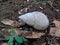 White snail Bekicot, Achatina fulica in the nature hide in his shell