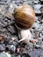 White snail detail on little rocks